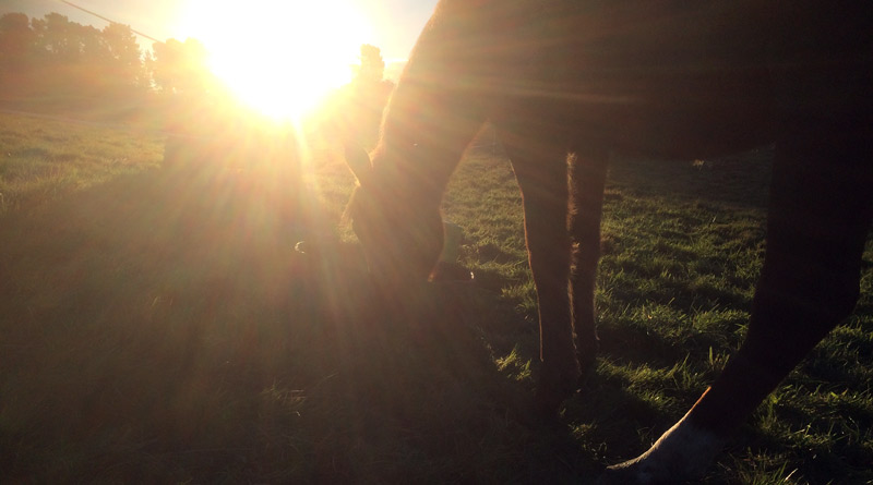 A horse needs at least 1% of bodyweight in roughage (pasture and/or hay) to maintain bodyweight. 