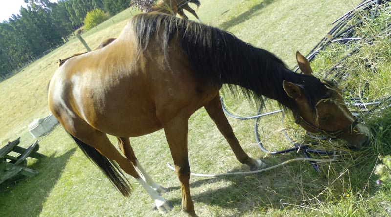 While horses are classed as grazing animals, they also like to partake in a wide array of food items.