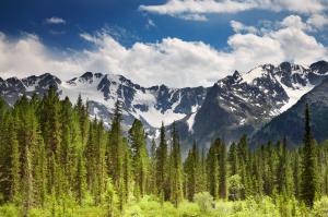 Landscape with forest and snowy mountains